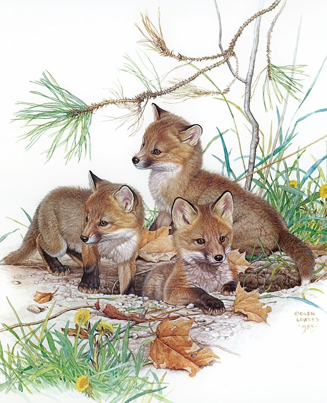 Glen Loates wildlife art fox painting 